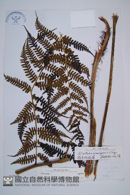 褐色短腸蕨藏品圖，第1張