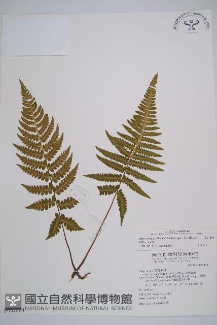 東洋蹄蓋蕨藏品圖，第1張