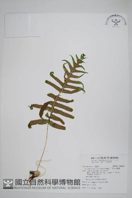 阿里山水龍骨藏品圖，第1張