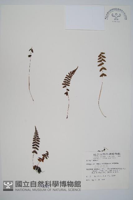 逆葉蹄蓋蕨、逆羽蹄蓋蕨藏品圖，第1張