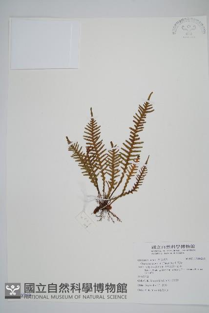 蒿蕨藏品圖，第1張