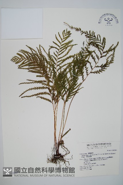 二羽達邊蕨藏品圖，第1張