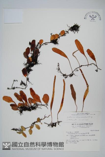 Accession Number:P004269 Collection Image, Figure 1, Total 2 Figures