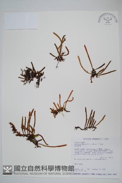 絨毛石葦藏品圖，第1張