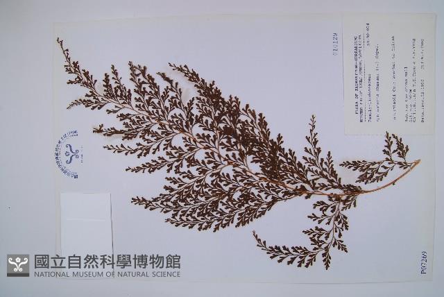 烏蕨藏品圖，第1張