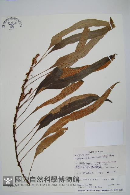 Accession Number:P002949 Collection Image, Figure 1, Total 2 Figures