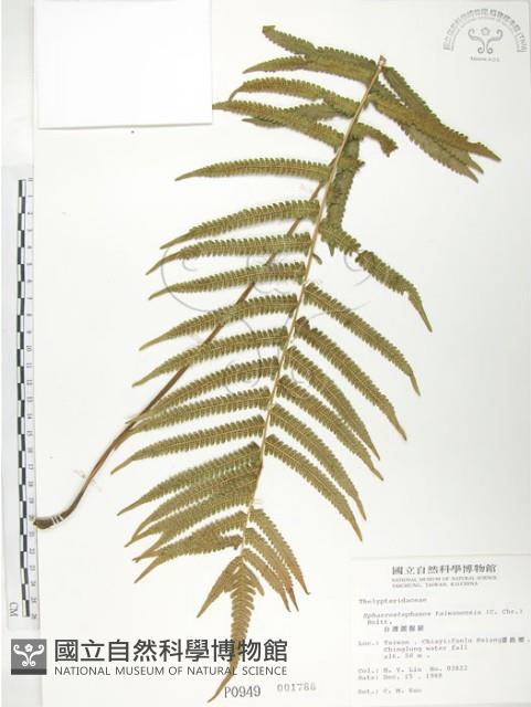 台灣毛蕨、台灣圓腺蕨藏品圖，第1張