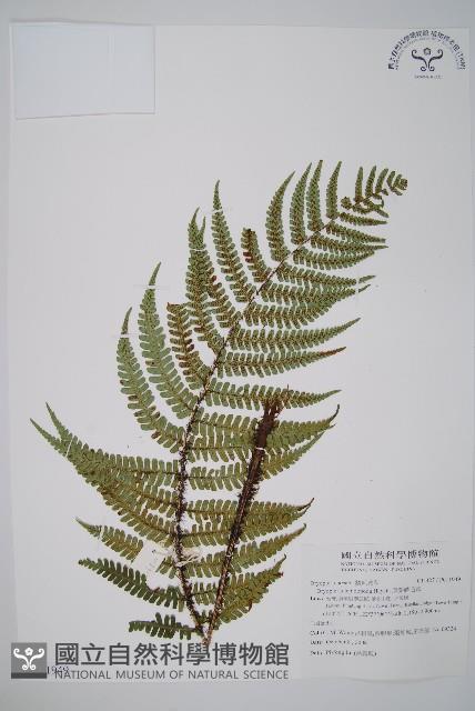 厚葉鱗毛蕨藏品圖，第1張