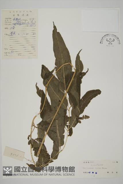 登錄號:P004949藏品圖，第1張