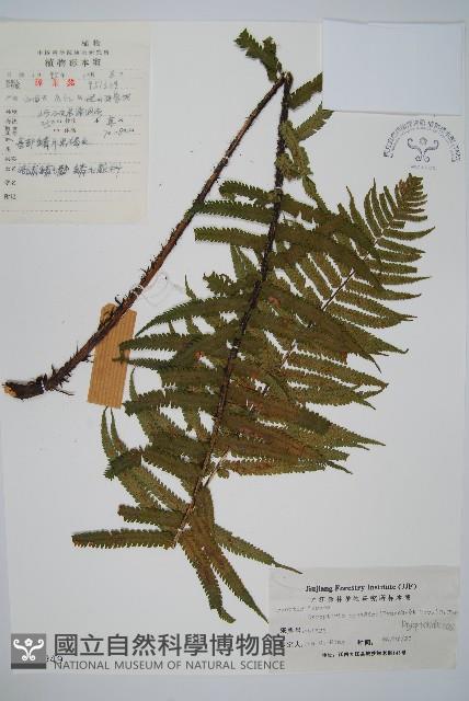 桫欏鱗毛蕨藏品圖，第1張