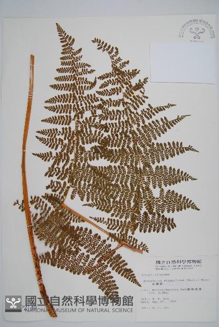 魚鱗蕨藏品圖，第1張