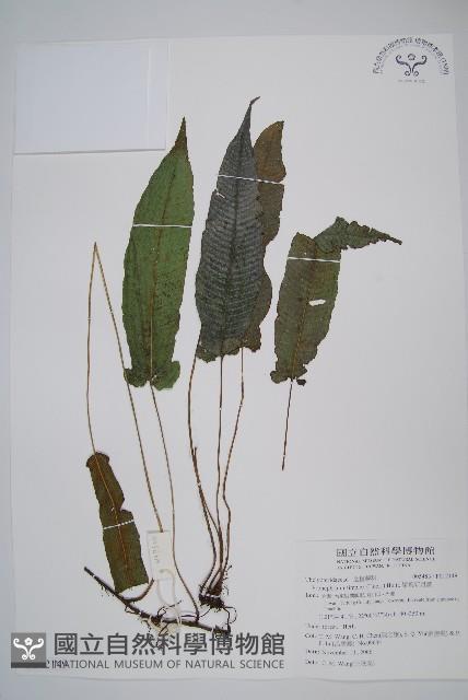 單葉新月蕨藏品圖，第1張