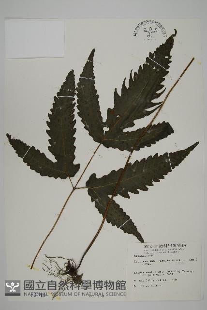 三叉蕨藏品圖，第1張