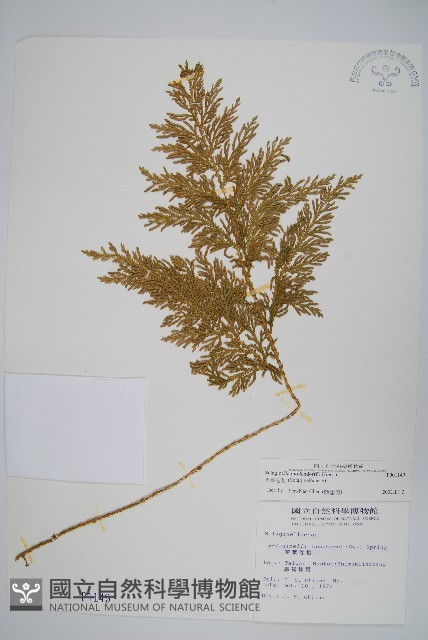異葉卷柏藏品圖，第1張