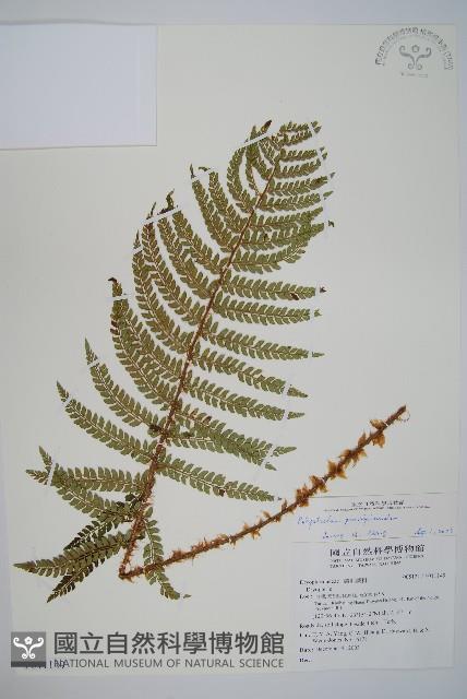 尖葉耳蕨藏品圖，第1張