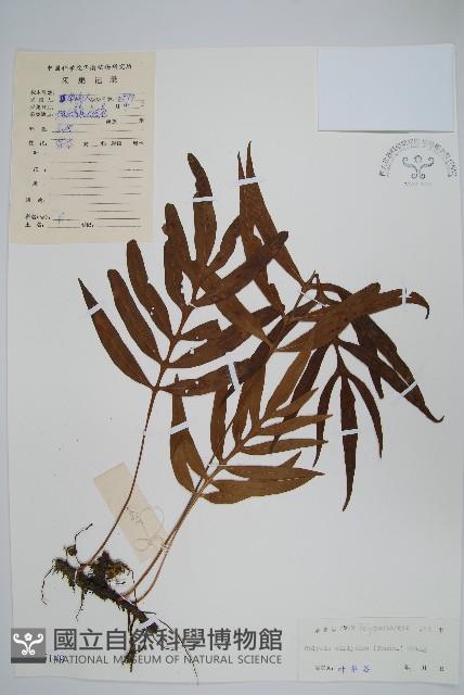 橢圓線蕨藏品圖，第1張