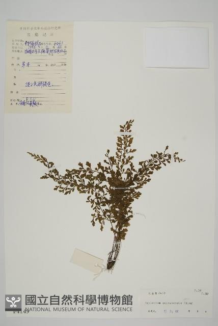 海南鐵角蕨藏品圖，第1張