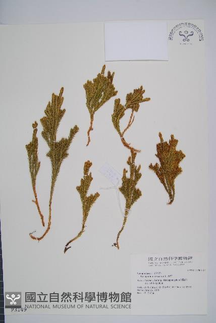 玉柏、玉柏石松藏品圖，第1張