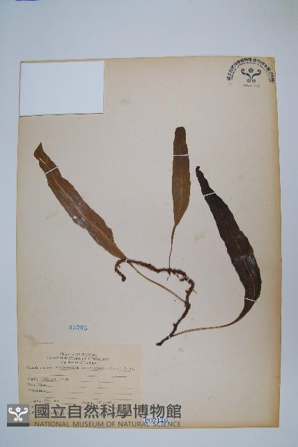 波氏星蕨藏品圖，第1張