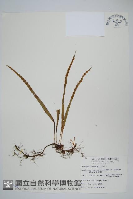 擬烏蘇里瓦葦藏品圖，第1張