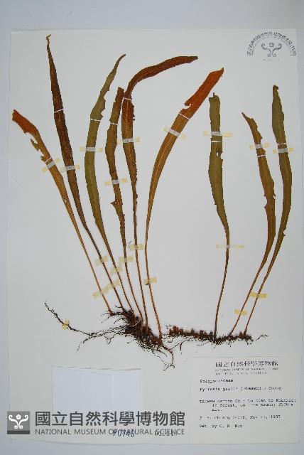 Accession Number:P000749 Collection Image, Figure 1, Total 2 Figures