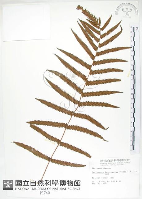毛蕨藏品圖，第1張