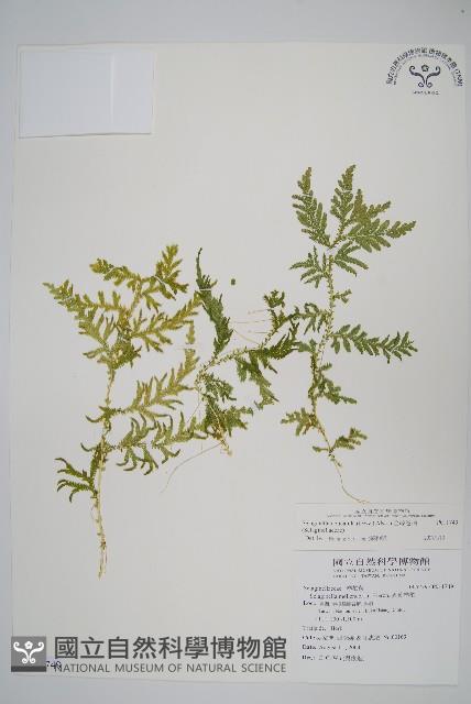 全緣卷柏藏品圖，第1張