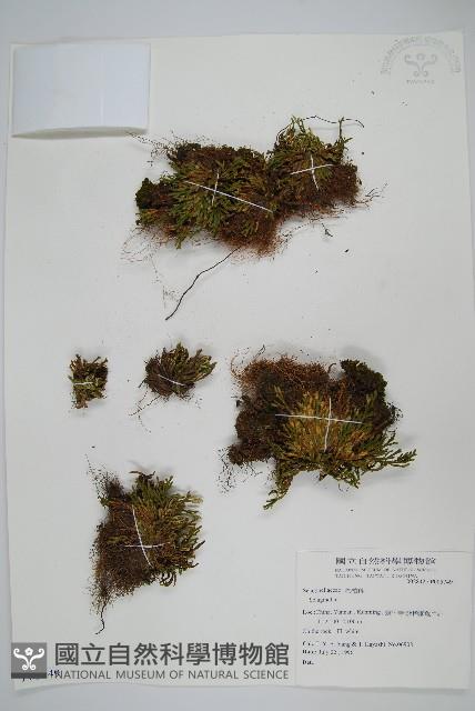 登錄號:P005749藏品圖，第1張