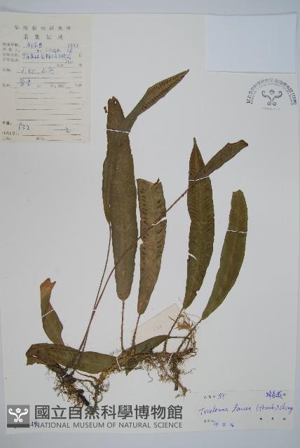 單葉雙蓋蕨藏品圖，第1張