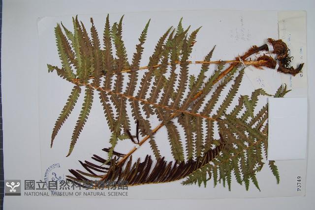 中華莢果蕨藏品圖，第1張