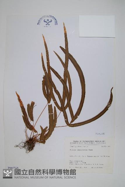箭葉鳳尾蕨藏品圖，第1張