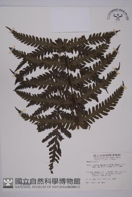 高士佛擬肋毛蕨藏品圖，第1張