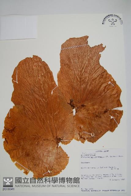 三角鹿角蕨藏品圖，第1張