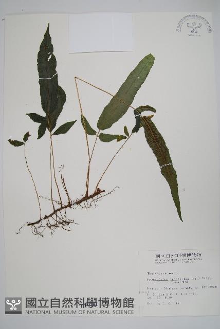 新月蕨藏品圖，第1張