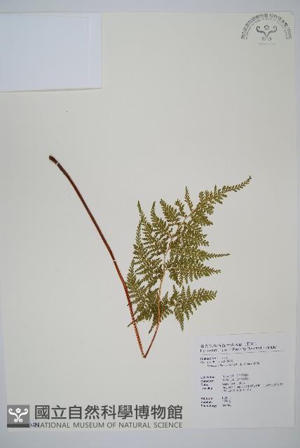 碗蕨藏品圖，第1張