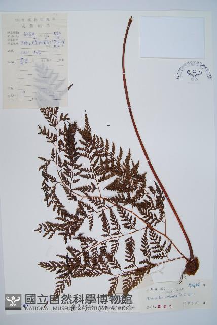 大葉骨碎補、台灣骨碎補、骨碎補藏品圖，第1張