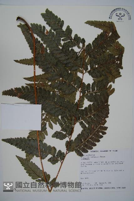 臺灣鱗蓋蕨藏品圖，第1張