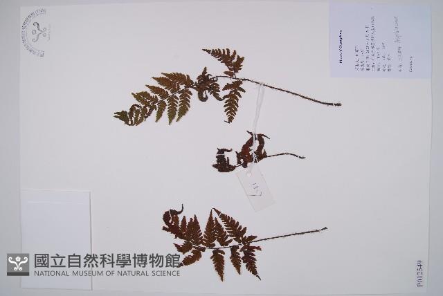 登錄號:P012549藏品圖，第1張