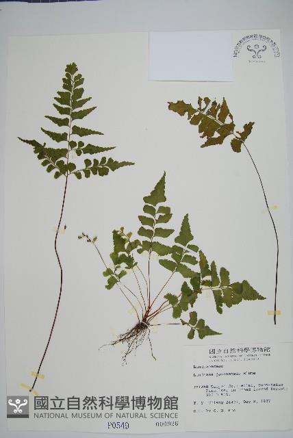 三角葉陵齒蕨、三角葉鱗齒蕨藏品圖，第1張