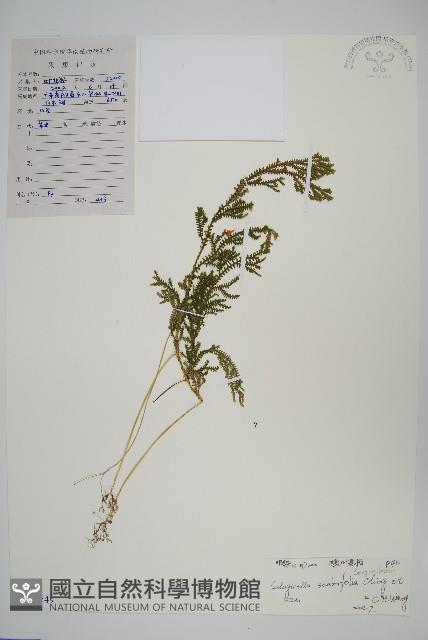 糙葉卷柏藏品圖，第1張