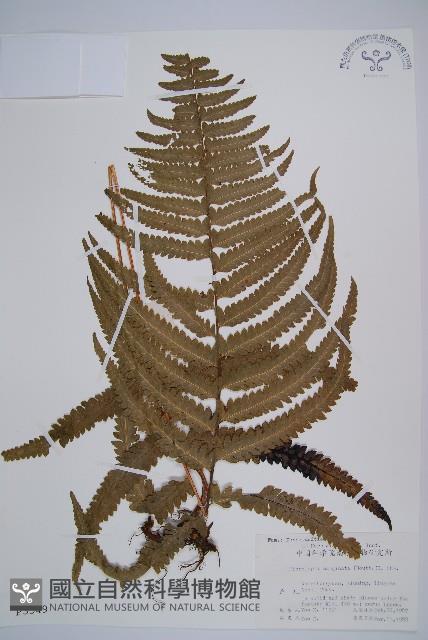 邊緣鱗蓋蕨藏品圖，第1張