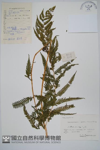 假毛蕨藏品圖，第1張