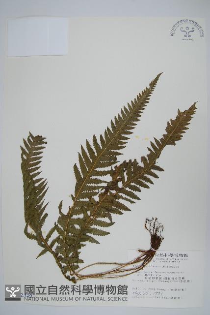 翅軸假金星蕨、短柄卵果蕨藏品圖，第1張