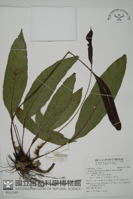 沙皮蕨藏品圖，第1張