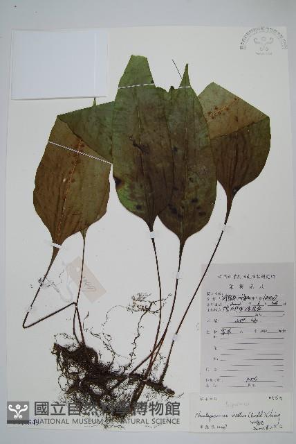 盾蕨藏品圖，第1張