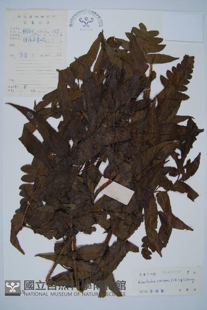 毛柄短腸蕨藏品圖，第1張