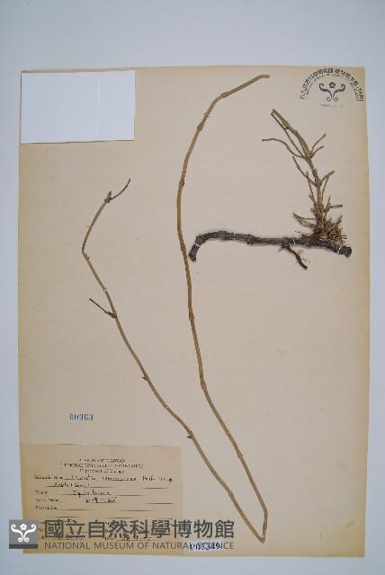 臺灣木賊藏品圖，第1張