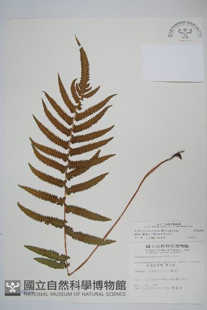 栗柄副金星蕨藏品圖，第1張