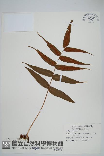 肢節蕨藏品圖，第1張