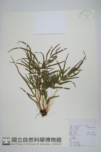 鳳尾蕨藏品圖，第2張